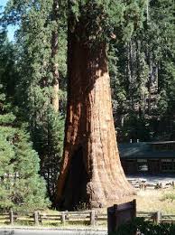 Image result for Mammutbaum