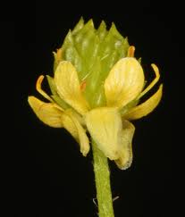 Attēlu rezultāti vaicājumam “Ranunculus cassubicus bud”