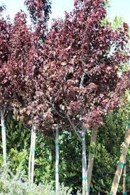 Attēlu rezultāti vaicājumam “Prunus cerasifera”