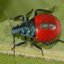 Attēlu rezultāti vaicājumam “Pentatomidae”