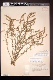 Attēlu rezultāti vaicājumam “Corispermum hyssopifolium”