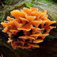 Attēlu rezultāti vaicājumam “Xeromphalina campanella”