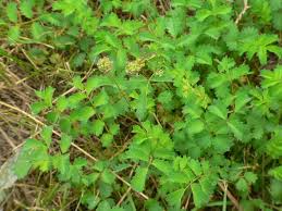 Attēlu rezultāti vaicājumam “Sanguisorba officinalis leaf”