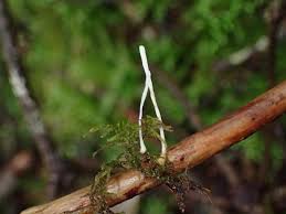 Attēlu rezultāti vaicājumam “Eocronartium muscicola”