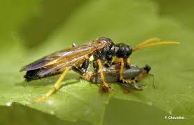 Attēlu rezultāti vaicājumam “Tenthredo campestris female”