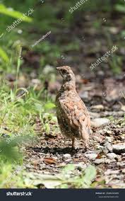 Attēlu rezultāti vaicājumam “Tetrastes bonasia female”