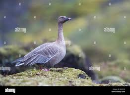 Attēlu rezultāti vaicājumam “Anser brachyrhynchus adult”