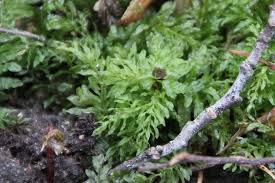 Attēlu rezultāti vaicājumam “Plagiomnium undulatum”