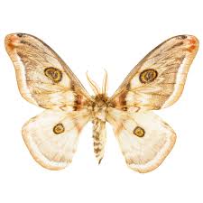 Attēlu rezultāti vaicājumam “Saturnia pavonia female”