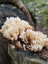 Attēlu rezultāti vaicājumam “Ramaria flava”