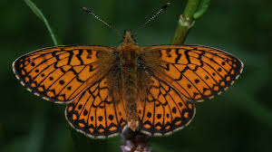 Attēlu rezultāti vaicājumam “Boloria eunomia”