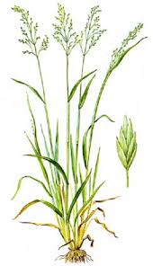 Attēlu rezultāti vaicājumam “Poa remota”