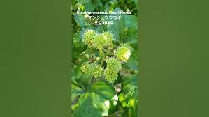 Attēlu rezultāti vaicājumam “Eleutherococcus sessiliflorus”