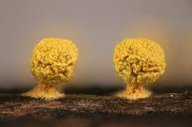 Attēlu rezultāti vaicājumam “Physarum sulphureum”