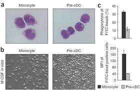 Attēlu rezultāti vaicājumam “Cinclidotus danubicus cells”