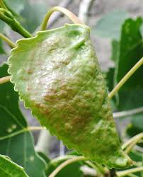 Attēlu rezultāti vaicājumam “Thecabius affinis”