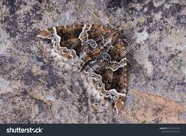 Attēlu rezultāti vaicājumam “Eulithis prunata”