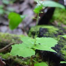 Attēlu rezultāti vaicājumam “Circaea alpina flower”