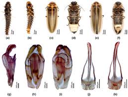 Attēlu rezultāti vaicājumam “Lycogala convexum”