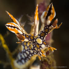 ผลการค้นหารูปภาพสำหรับ Bornella Anguilla