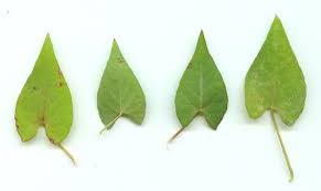 Attēlu rezultāti vaicājumam “Fallopia convolvulus”