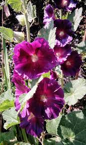 Image result for Alcea (althaea) rosea