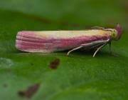 Attēlu rezultāti vaicājumam “Oncocera semirubella”