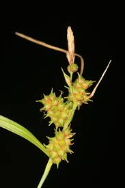 Attēlu rezultāti vaicājumam “Carex viridula flower”