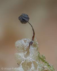 Attēlu rezultāti vaicājumam “Barbeyella minutissima”