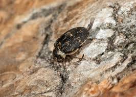 Attēlu rezultāti vaicājumam “Anthrenus museorum”