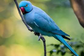 Image result for Psittacula krameri