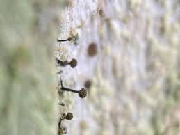 Attēlu rezultāti vaicājumam “Chaenotheca chlorella”