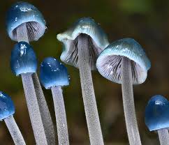Attēlu rezultāti vaicājumam “Mycena amicta”