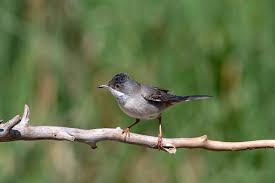 Image result for Sylvia rueppelli