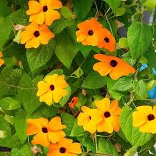 Image result for Thunbergia alata