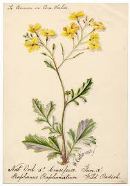 Attēlu rezultāti vaicājumam “Raphanus raphanistrum”