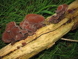 Image result for example