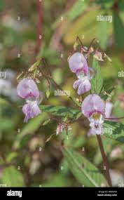 Attēlu rezultāti vaicājumam “Impatiens glandulifera leaf”