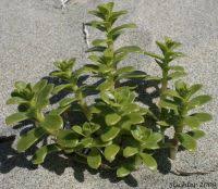 Attēlu rezultāti vaicājumam “Honckenya peploides fruit”