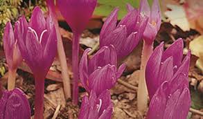 Attēlu rezultāti vaicājumam “Colchicum autumnale flower”