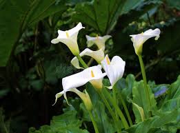 Attēlu rezultāti vaicājumam “Calla palustris flower”