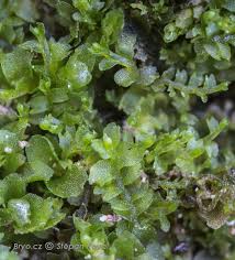 Attēlu rezultāti vaicājumam “Leiocolea heterocolpos”