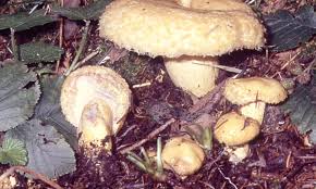 Attēlu rezultāti vaicājumam “Lactarius repraesentaneus”