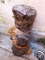 Attēlu rezultāti vaicājumam “Coriolopsis trogii”