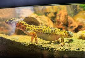 Image result for gravidity leopard gecko