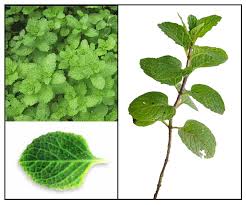 Attēlu rezultāti vaicājumam “Mentha arvensis bud”