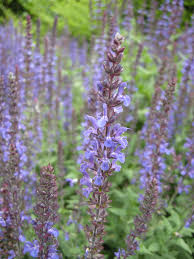Attēlu rezultāti vaicājumam “Salvia nemorosa flower”