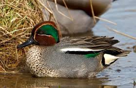 Attēlu rezultāti vaicājumam “Anas crecca”