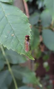 Attēlu rezultāti vaicājumam “Xanthogramma sp. male”