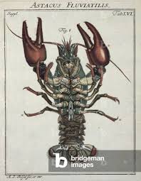 Attēlu rezultāti vaicājumam “Astacus astacus”